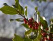 Berberine Alone or in Synergy? A Smarter Way to Optimize Wellness